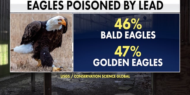 A study found nearly 50% of eagles sampled show signs of repeated exposure to lead.