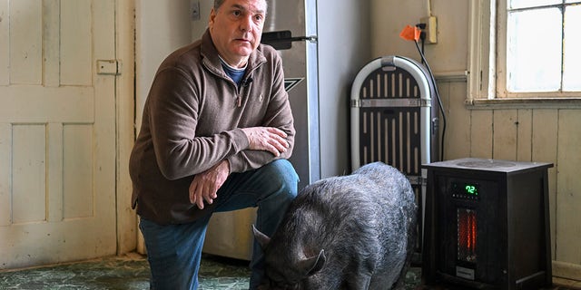 Since then, Flatt moved to upstate New York only to find out that local officials consider him keeping the pig to be a violation of local rules.