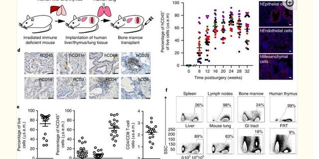 Exhibit from NIH-funded study utilizing fetal lungs, liver and thymus.