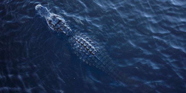 FILE: An alligator swims in the Myakka River on January7, 2022 in the Myakka River State Park, Florida. (Photo by Andrew Lichtenstein/Corbis via Getty Images)