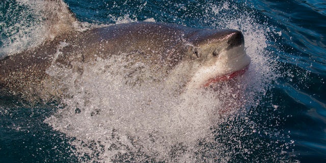 A great white shark breaches out of the ocean, taken at The Neptune Islands, South Australia, August 2014. (Brad Leue / Barcroft Media via Getty Images / Barcroft Media via Getty Images)
