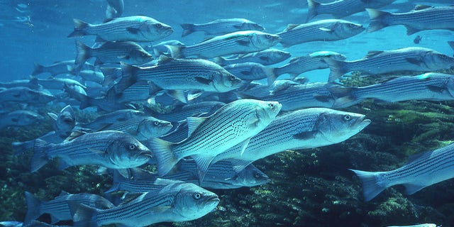 The Arkansas record for striped bass is 64 pounds, 8 ounces and was set at Beaver Lake in 2000.