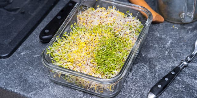 Broccoli sprouts are broccoli plants that are only a few days old and have leafy stems.