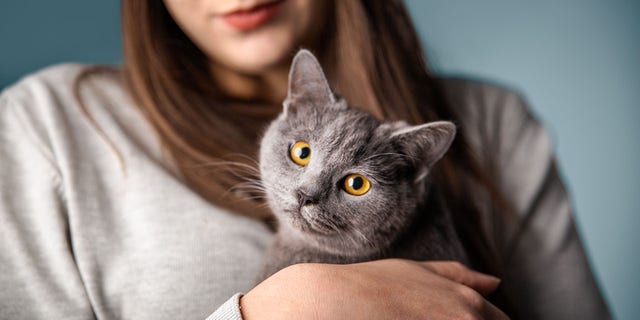 Embora ela inicialmente pensasse que os funcionários e alunos da faculdade não estariam interessados ​​em brincar com um gato - isso estava incorreto, disse Pendry, um dos autores de um novo estudo. 