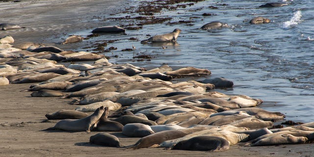 Elephant seals sleeping on the beach