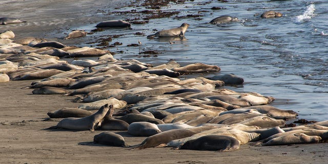Elephant seals sleeping on the beach