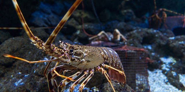 The Department of Marine Resources (DMR) in Maine announced that lobster fishers in Maine brought in over 100 million pounds of lobster last year.