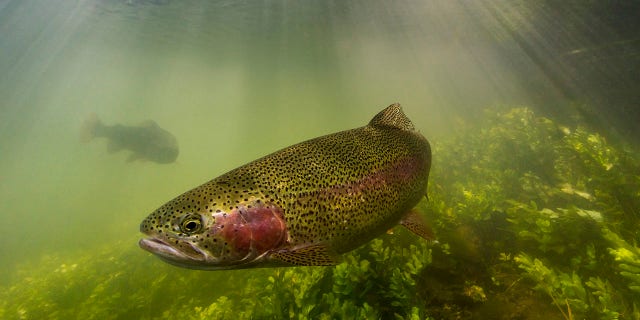 It's unknown how many, if any, of the fish survived after leaving the hatchery.