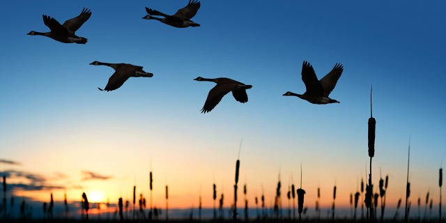 The U.S. Attorney's Office announced that Istre pled guilty and has been sentenced to 5 years unsupervised probation, a fine and a loss of his hunting and fishing privileges for 3 years.