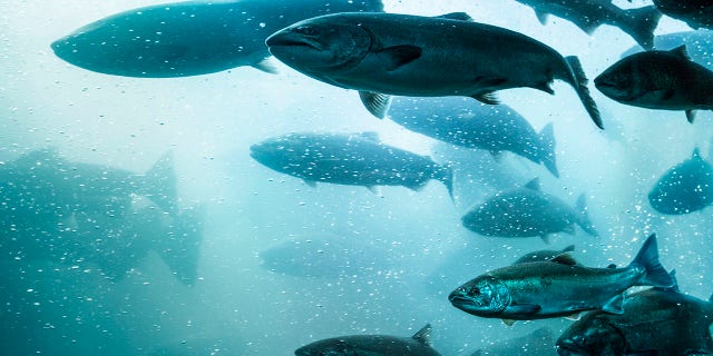 A rubber gasket failure created a small gap that some of the young fish in the hatchery were able to swim through.