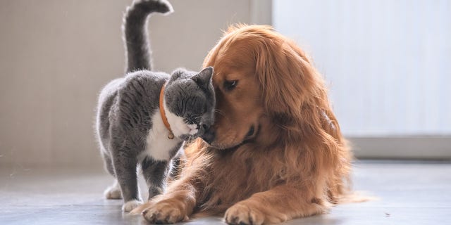 The effect was most noticeable for owners of dogs and cats, although other pet owners also showed certain benefits.