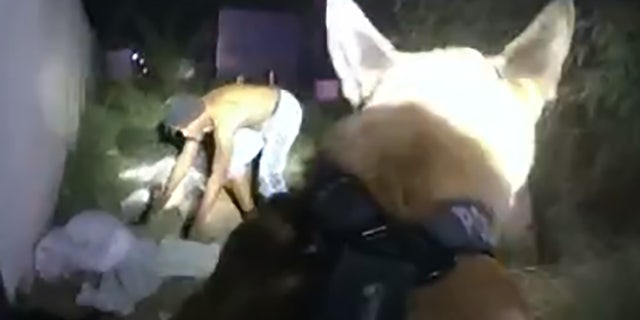 Mesa police K-9 Hasso found the suspect hiding under a box, police said.
