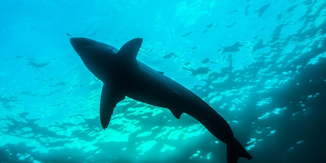 The silhouette of a great white shark from below the surface of the ocean, taken at The Neptune Islands, South Australia.