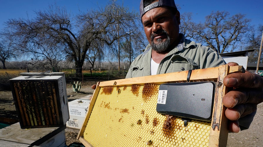 Beekeepers turn to anti-theft technology as hive thefts rise