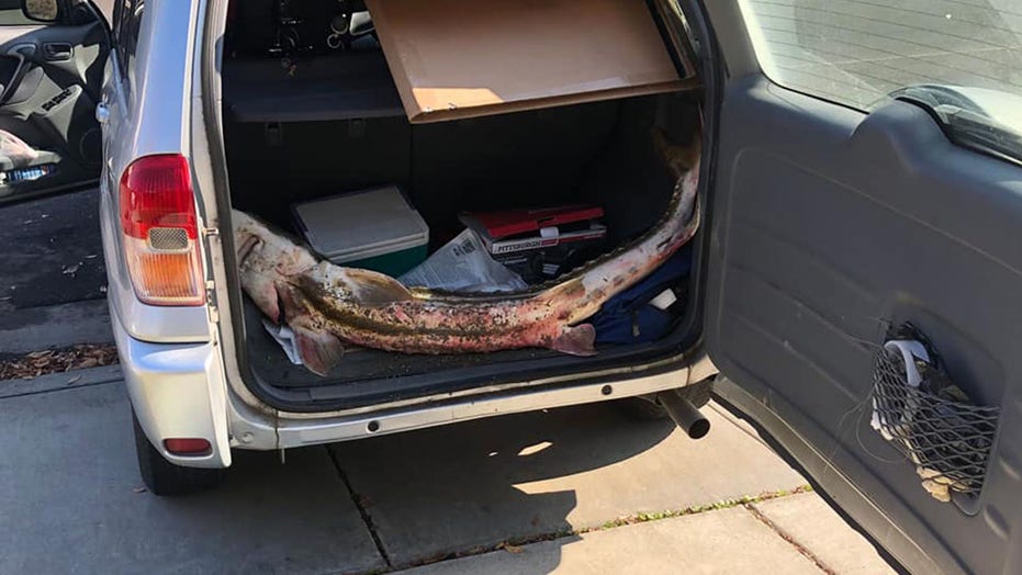 California man caught with live, endangered sturgeon stuffed in trunk of car