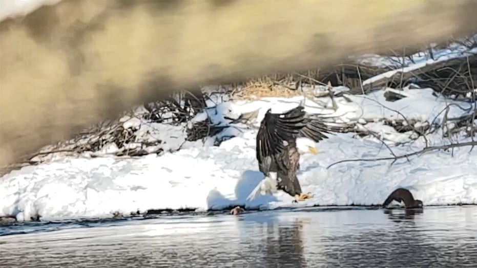 Eagle filmed protecting its fishing spot from smaller animal in Iowa