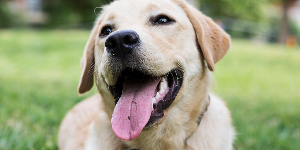 Yellow-Lab.jpg?ve=1&tl=1