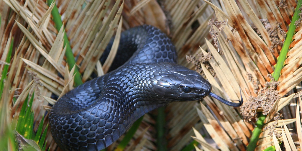 Eastern indigo snake found in Alabama for the second time in more than 60 years - Vimarsana News