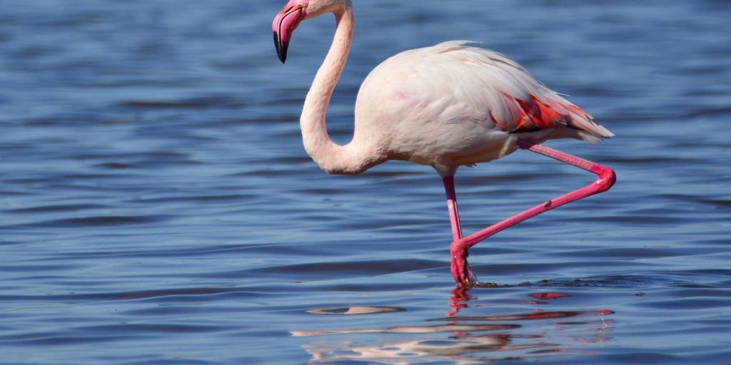 Escaped zoo flamingo spotted 17 years after it flew away from