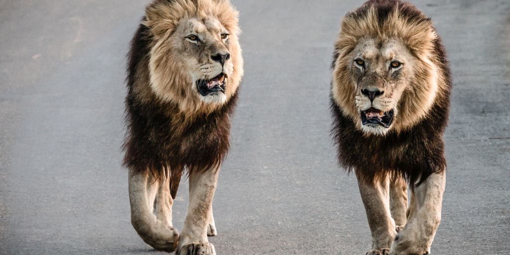 Twin lions evacuated from Ukraine arrive in Belgium after perilous journey - Vimarsana News