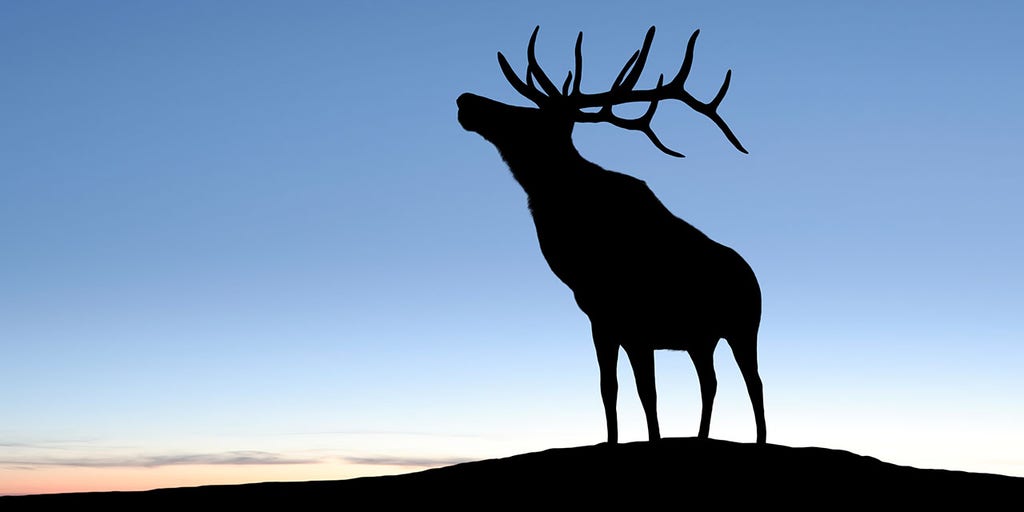 Man banned from hunting for 8 years after illegally harvesting elk - Vimarsana News