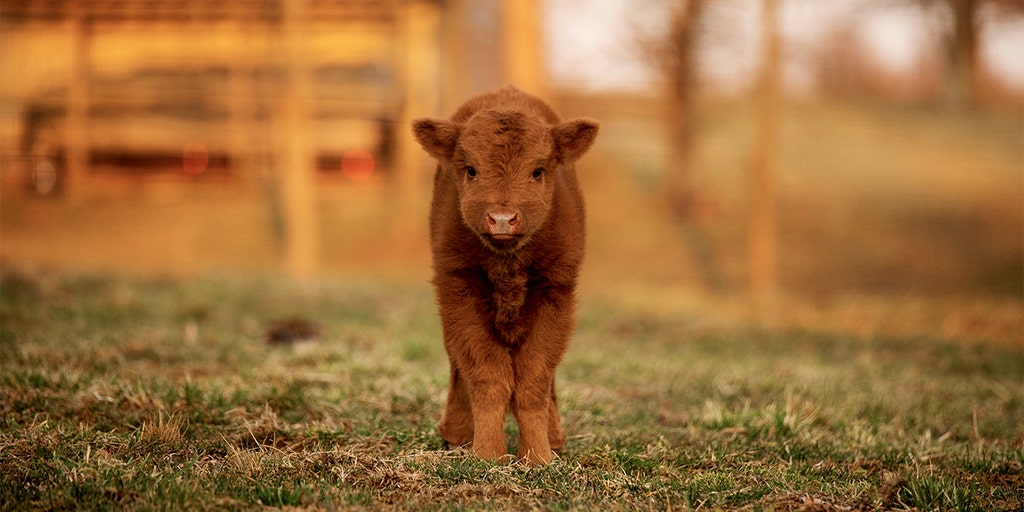 Baby Highland Cow Phone Wallpaper Digital Download  KTs Canvases