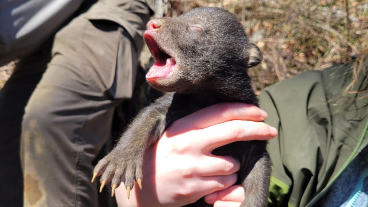 Tennessee Wildlife Resources orphaned bear cub