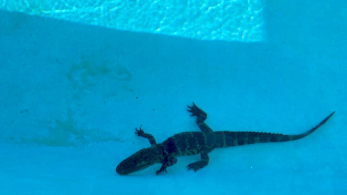 Montverde Academy alligator swimming pool