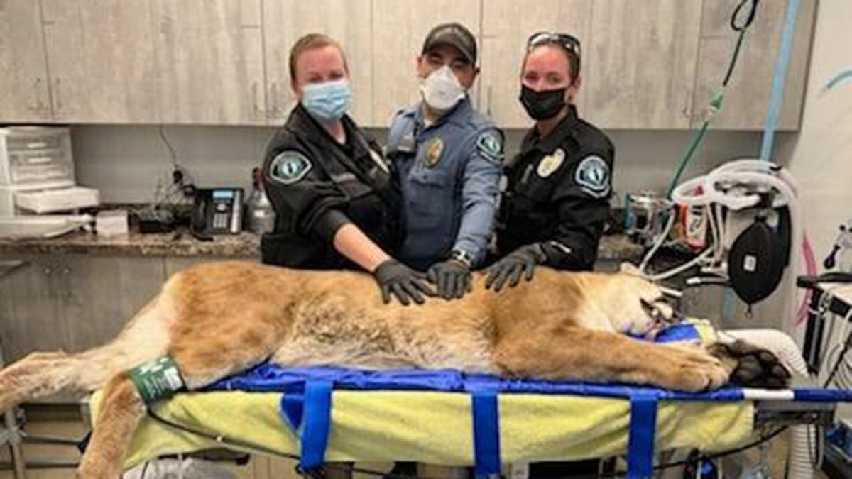 Irvine Police Department mountain lion sedated