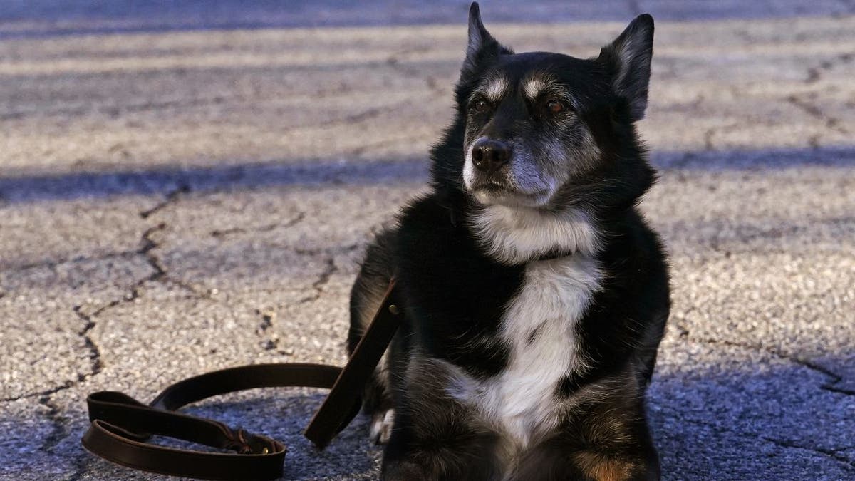 Rhode Island State Police K-9 dog Ruby