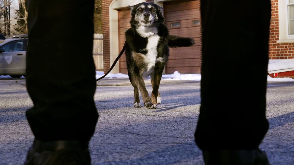 Rhode Island State Police K-9 dog Ruby