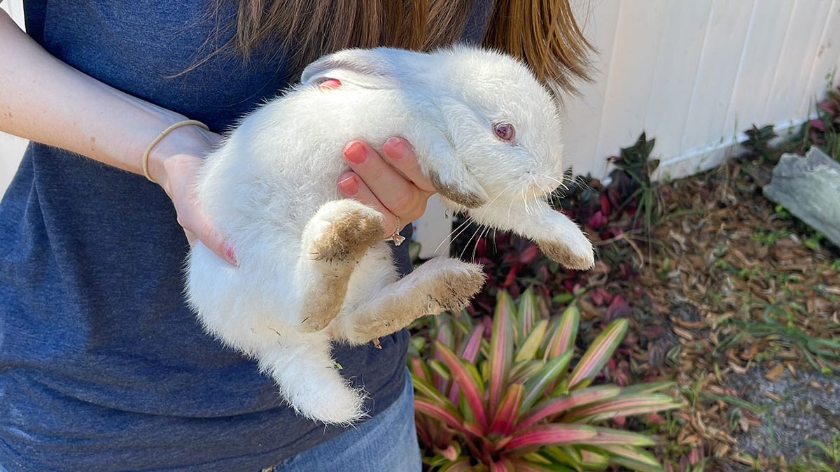 Orlando rabbits invade town