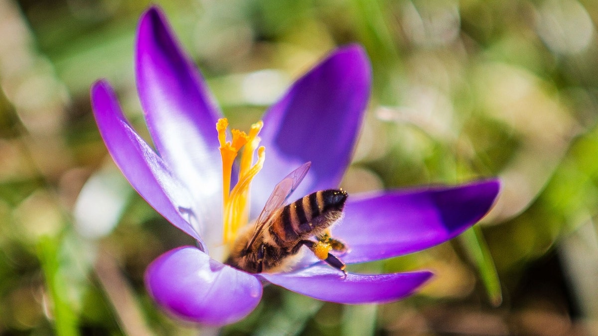 bee connected flower