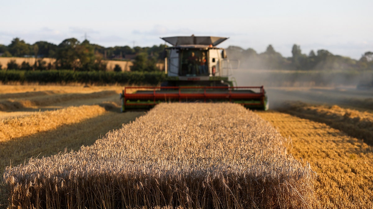 wheat grain