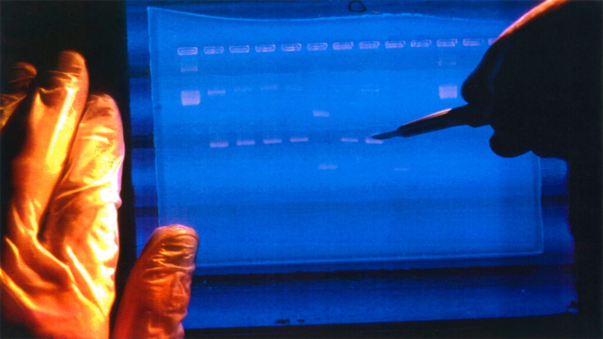 In this undated image made available by the National Human Genome Research Institute, a researcher examines the output from a DNA sequencer.