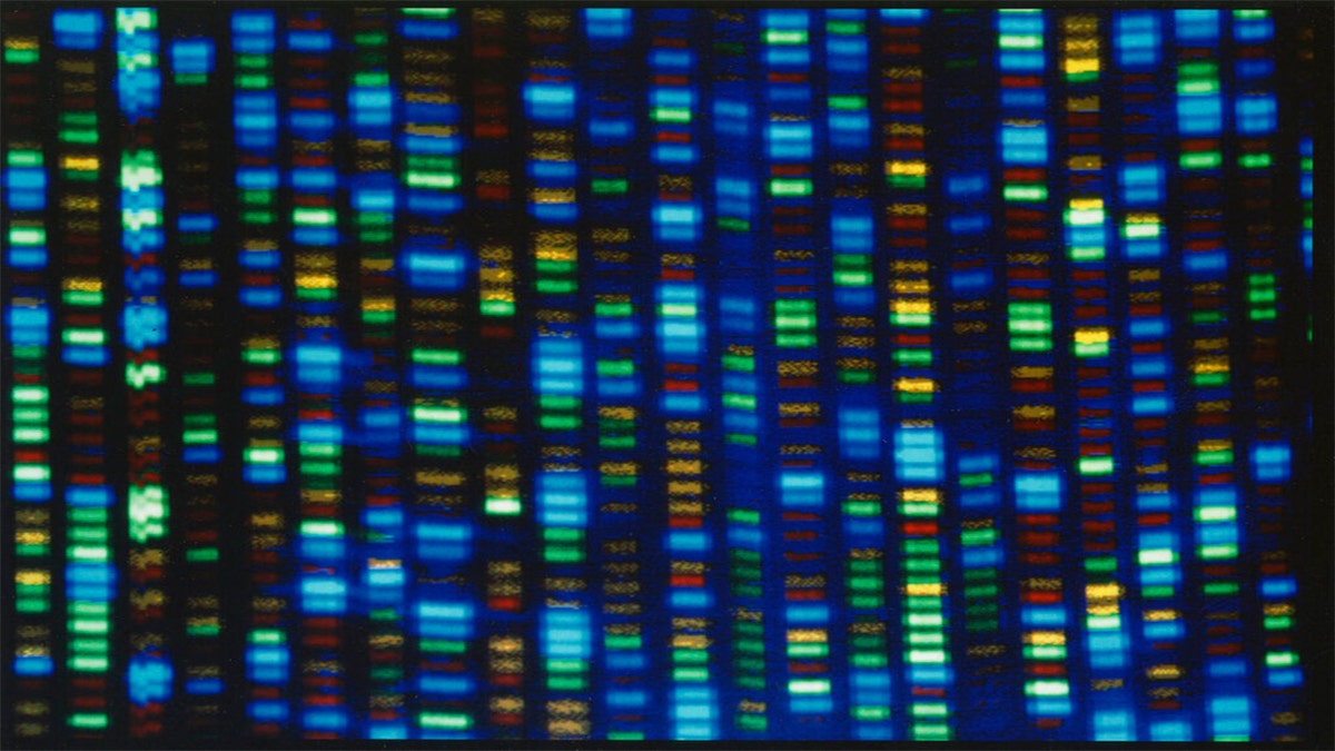 This undated image made available by the National Human Genome Research Institute shows the output from a DNA sequencer.