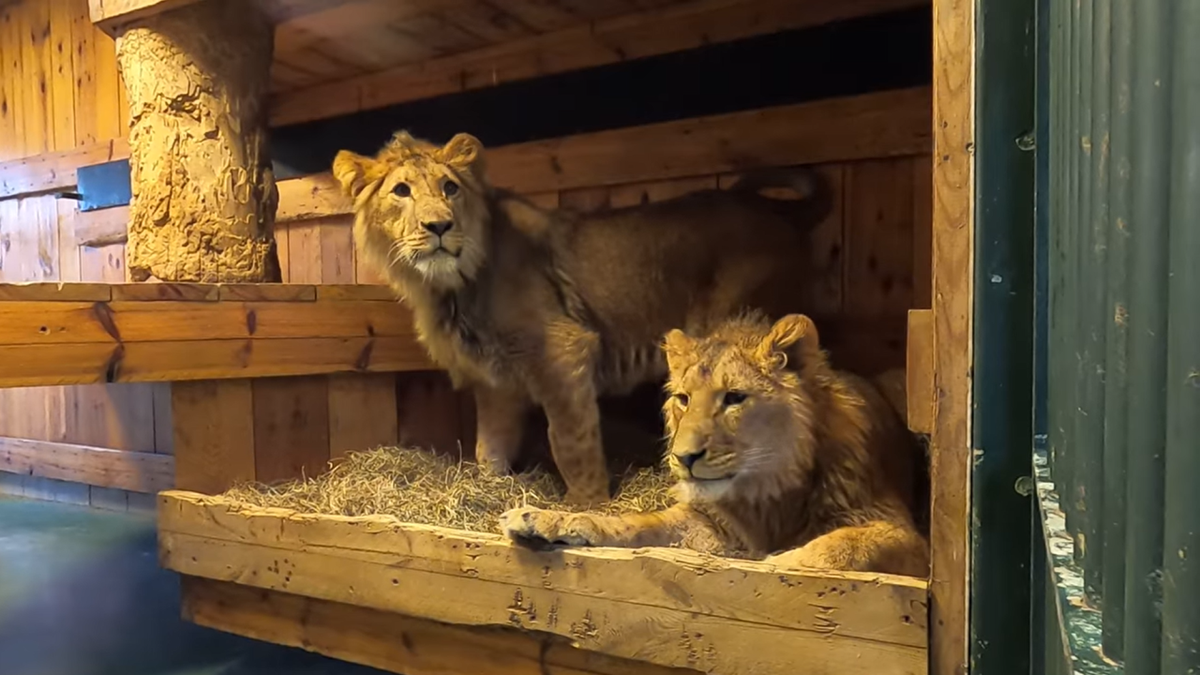 Lions Tsar and Jamil rescued from Ukraine