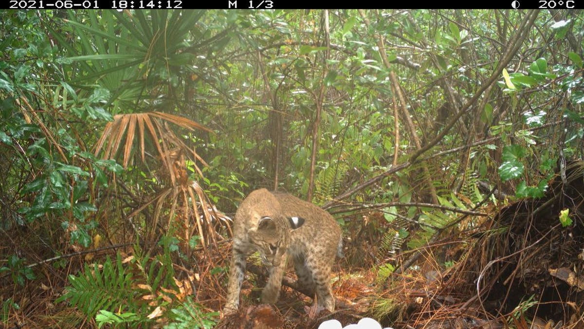 Bobcat attacks Burmese python nest