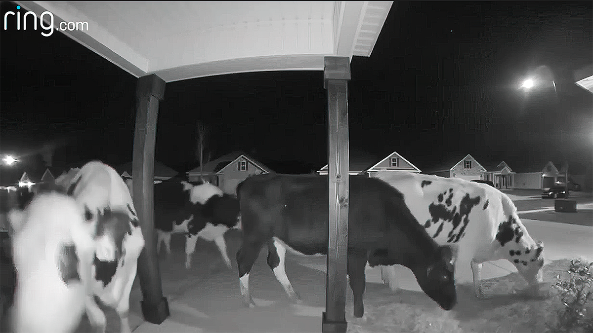 cows at night