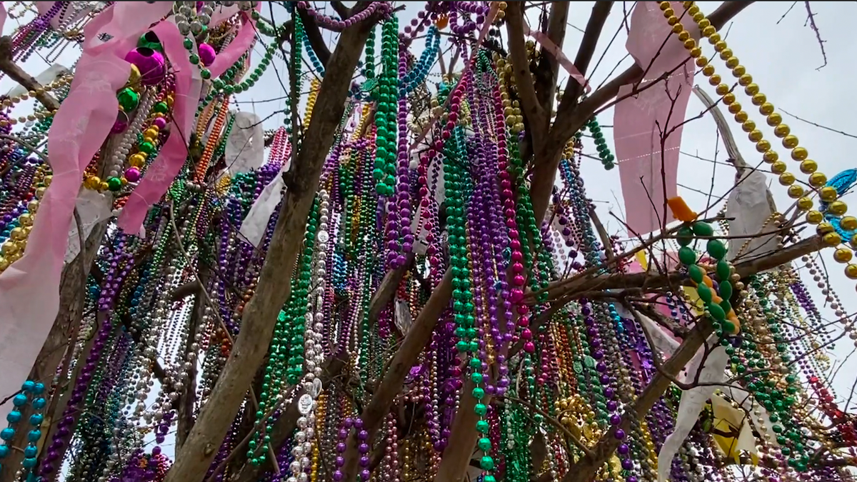Mardi Gras Trees 2021  Mardi Gras New Orleans