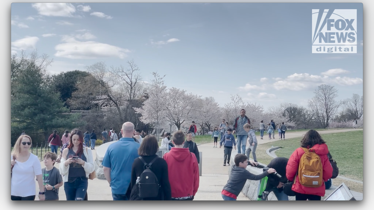 Visitors flood the National Mall in Washington, D.C. during peak cherry blossom season.