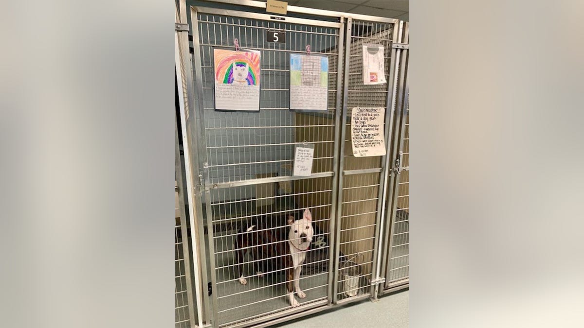 A shelter dog sits in a kennel at Richmond Animal Care &amp; Control (RACC) in Richmond, with letters to perspective adopters posted on its cage. Those letters were written by local second-graders as part of a writing exercise.