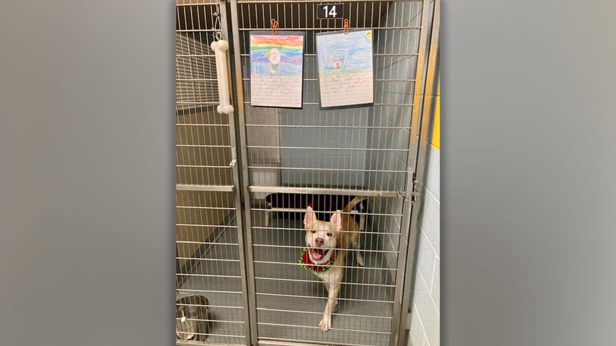 "The class was working on persuasive writing, and they wrote pieces as if they were speaking on behalf of the shelter dog trying to get adopted," said Christie Peters, director of Richmond Animal Care &amp; Control.