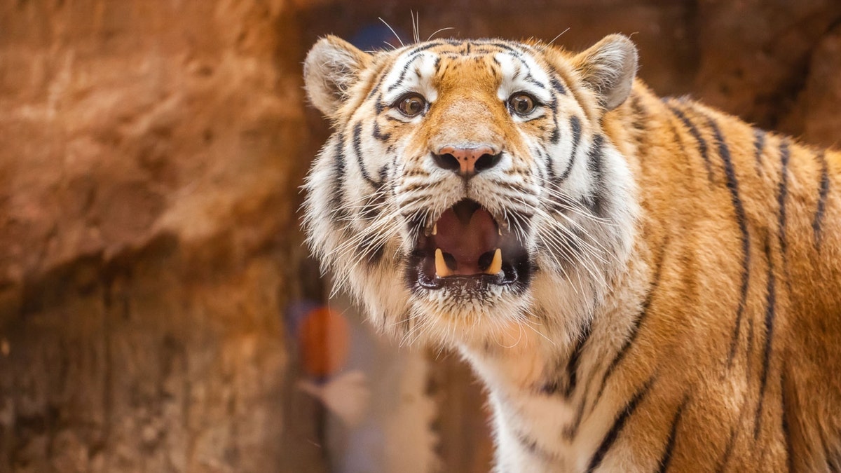 A tiger in a park