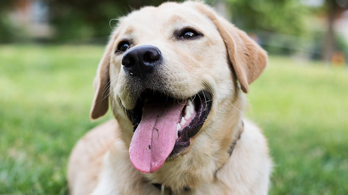 dog at the park