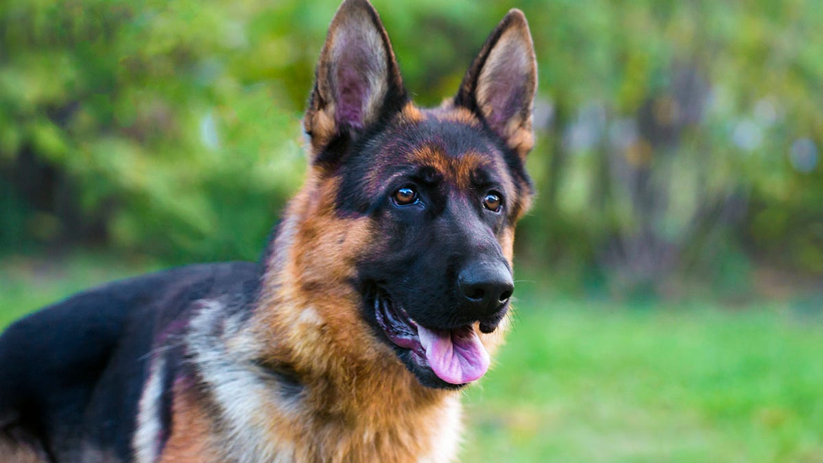 German Shepherd Dog