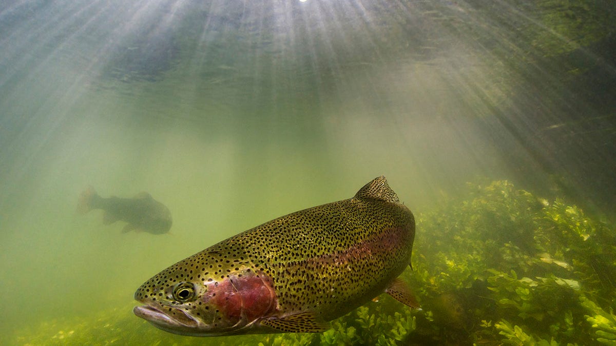 Rainbow trout swimming in sunlight on a UK chalk stream