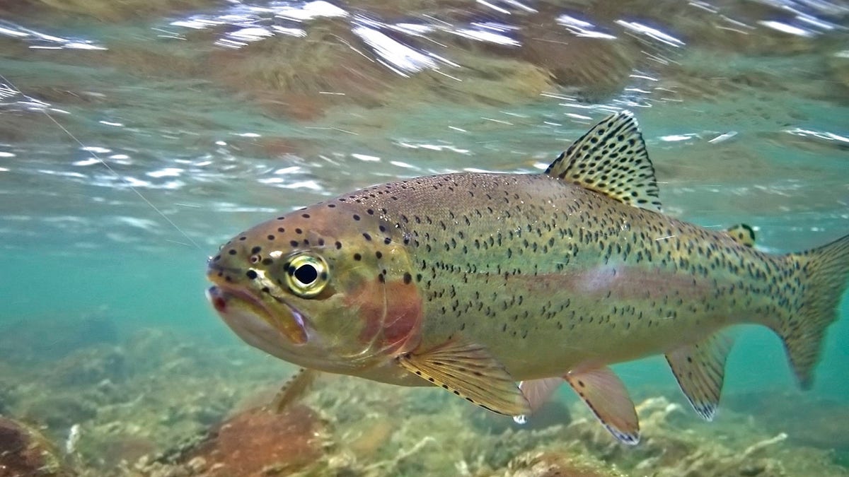 Rainbow trout