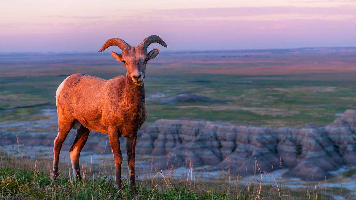 Badlands Bighorn Sheep at Sunrise