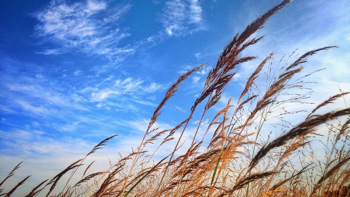 Stalks long grasses blowing autumn breeze